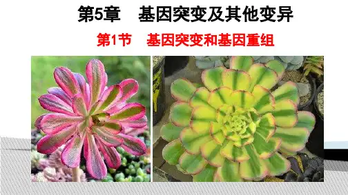 人教版基因突变和基因重组PPT课件1
