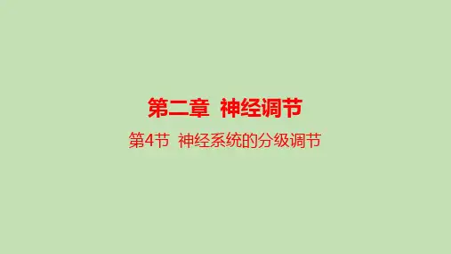 【课件】神经系统的分级调节课件2022-2023学年高二上学期生物人教版选择性必修1