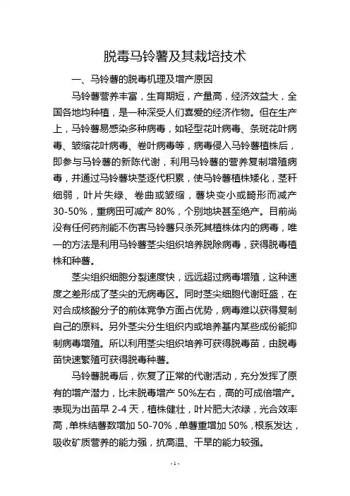 脱毒马铃薯及其栽培技术