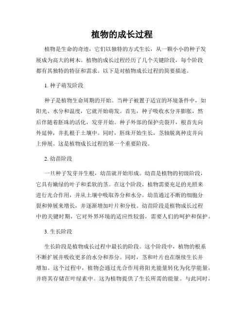 植物的成长过程