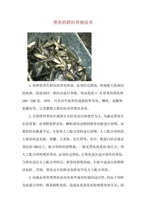 黑鱼的稻田养殖技术