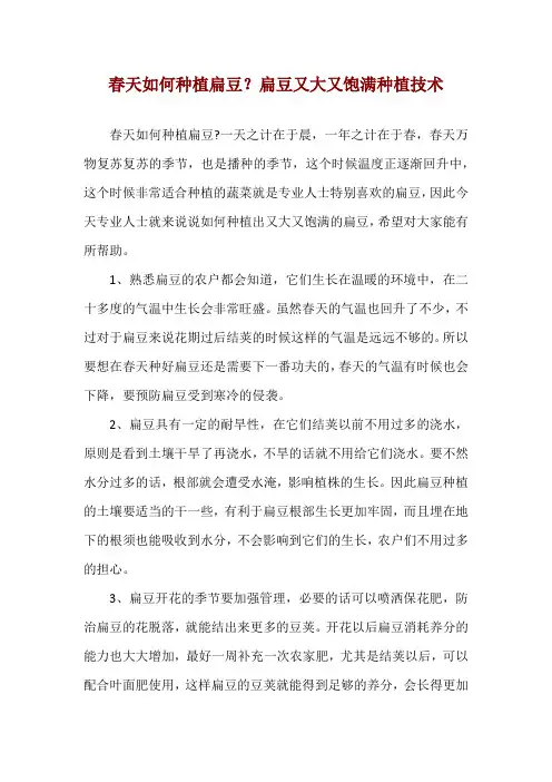 春天如何种植扁豆？扁豆又大又饱满种植技术