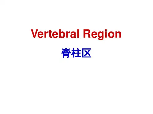 《局部解剖学》课件：脊柱区