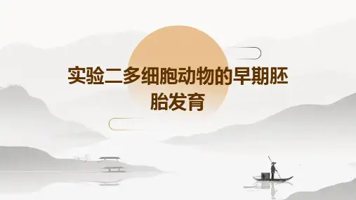 实验二多细胞动物的早期胚胎发育