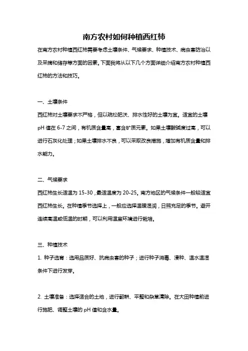 南方农村如何种植西红柿