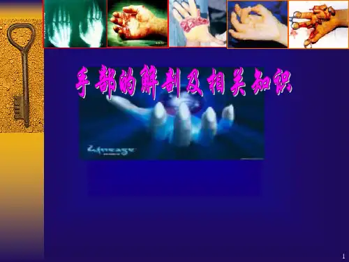 手部解剖及相关结构参考PPT