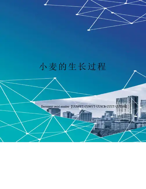 小麦的生长过程