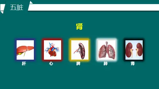 脏象学说肾