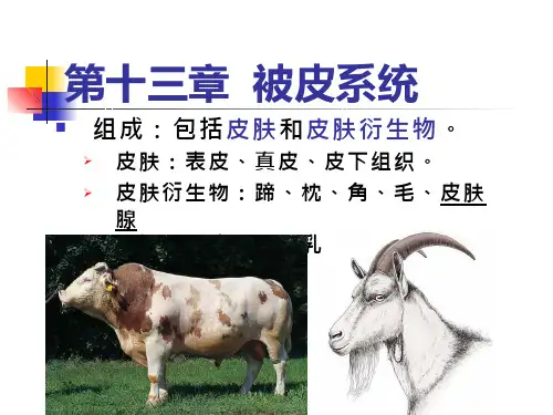 畜禽解剖学-被皮系统