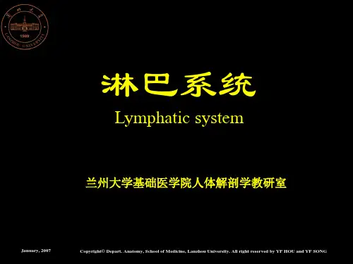 19.淋巴系统