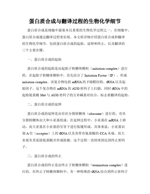 蛋白质合成与翻译过程的生物化学细节