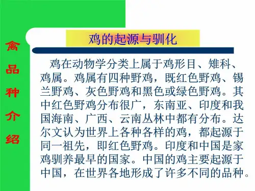 鸡的品种图片课件(1).ppt
