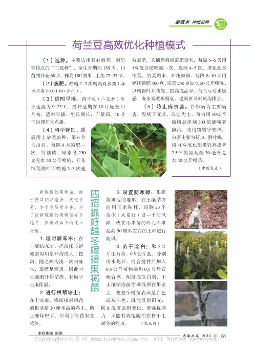 荷兰豆高效优化种植模式