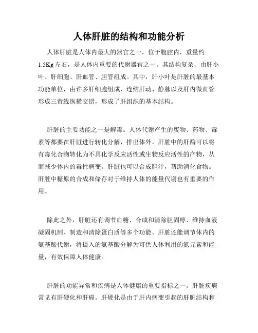 人体肝脏的结构和功能分析