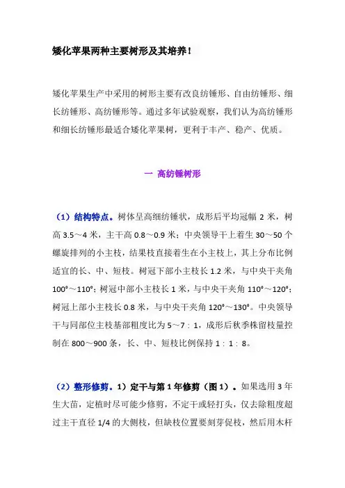 矮化苹果两种主要树形及其培养