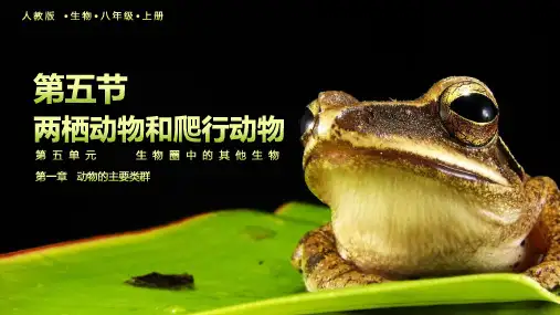 人教版八年级生物上册 两栖动物和爬行动物 教学课件