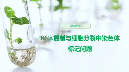 高中生物热点题型(DNA复制与细胞分裂中染色体标记问题)