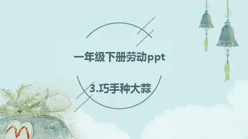 3.巧手种大蒜---一年级劳动下册PPT(人民版)