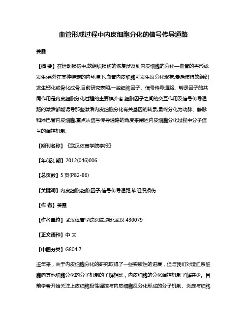 血管形成过程中内皮细胞分化的信号传导通路