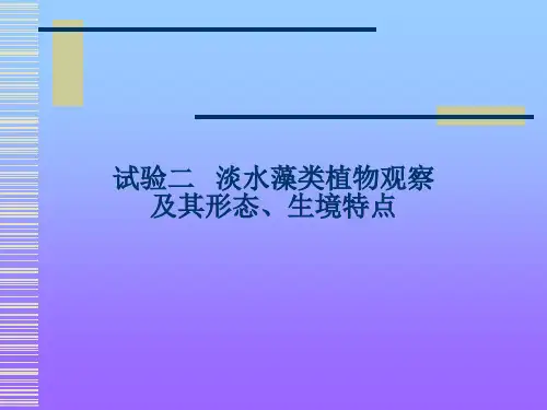 实验藻类鉴定一