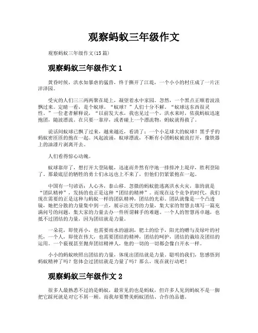 观察蚂蚁三年级作文
