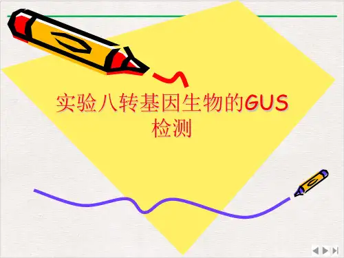 实验八转基因生物的GUS检测PPT优选