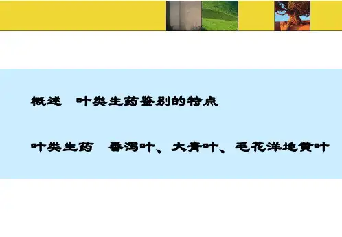 狭叶番泻叶