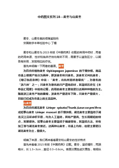 中药图文系列18—麦冬与山麦冬