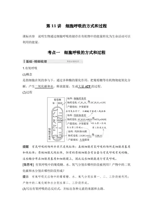 2025高考生物总复习细胞呼吸的方式和过程