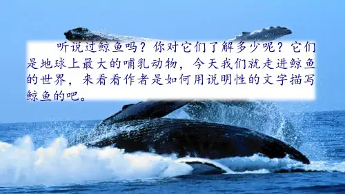 《鲸》ppt优质版(共51张PPT)