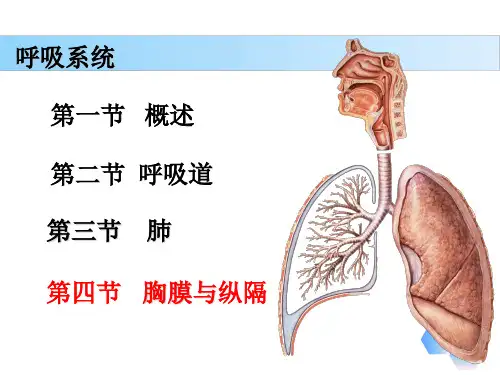 解剖学基础第六章《呼吸系统—胸膜》PPT课件