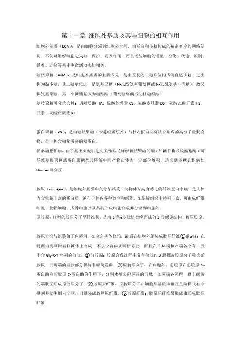 细胞生物学 第十一章 细胞外基质及其与细胞