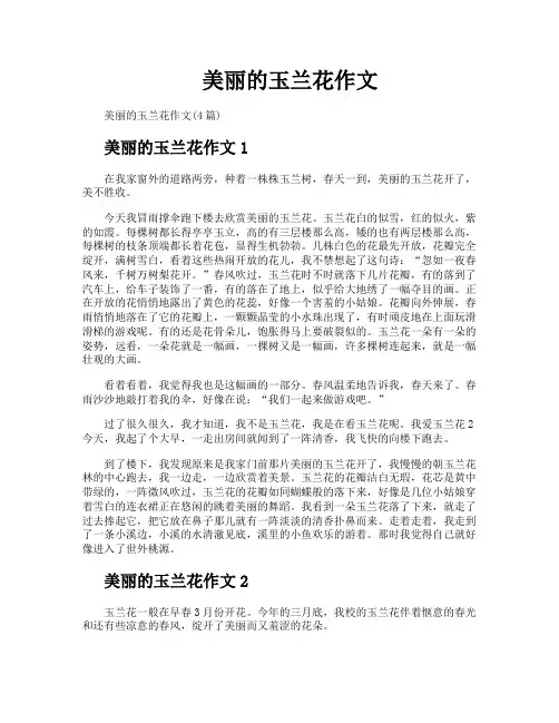 美丽的玉兰花作文