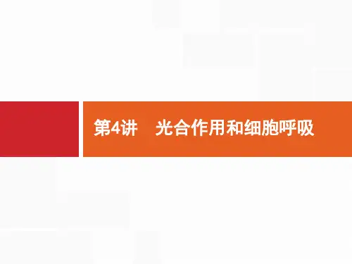 2020高考生物二轮课标通用课件：第4讲 光合作用和细胞呼吸