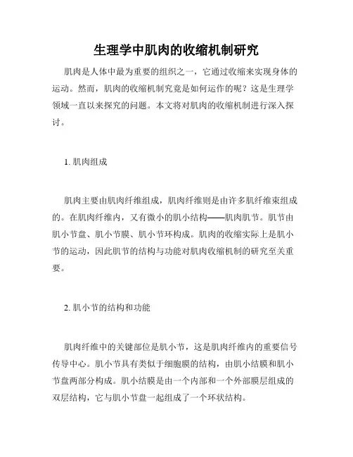 生理学中肌肉的收缩机制研究