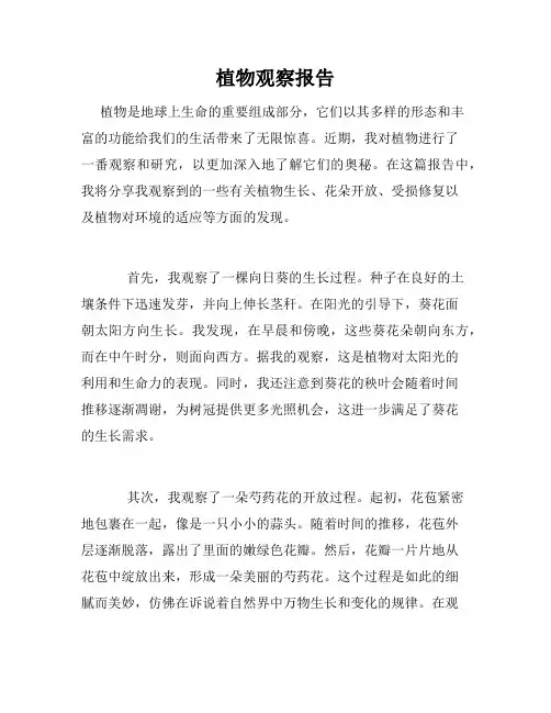 植物观察报告
