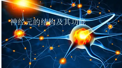 神经元的结构及其功能