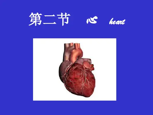 解剖学PPT循环系统(心)