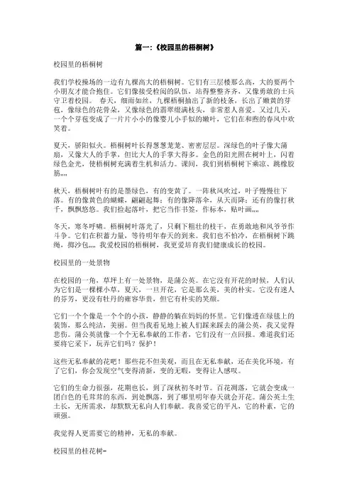 夏日校园里的梧桐树