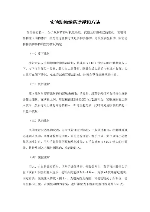 实验动物给药途径和方法