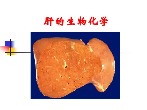 肝的生化PPT课件