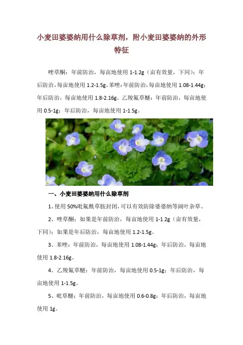 小麦田婆婆纳用什么除草剂,附小麦田婆婆纳的外形特征