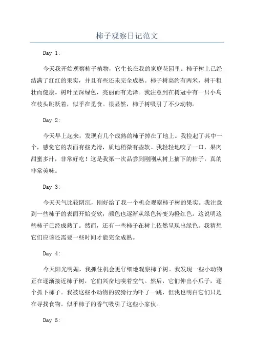 柿子观察日记范文