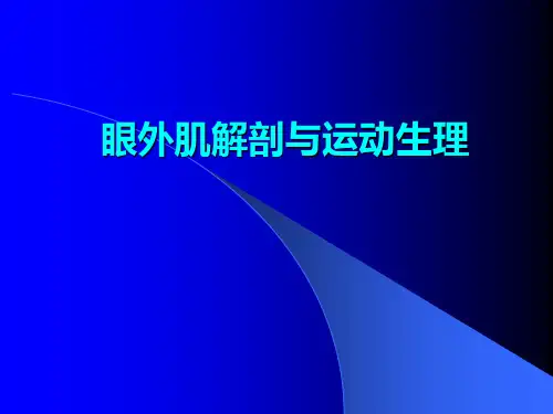 眼肌解剖