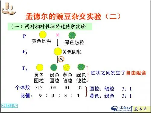 孟德尔的豌豆杂交实验(二)