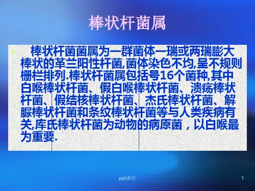 阳性杆菌-ppt课件.ppt