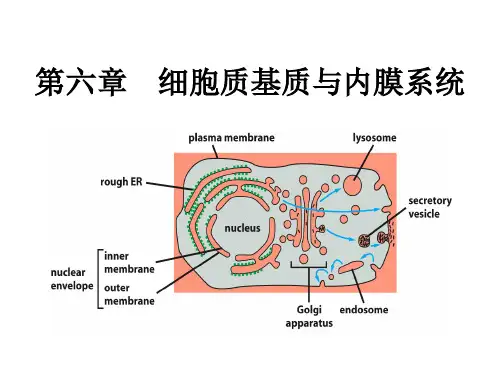 第六章  细胞质基质与内膜系统