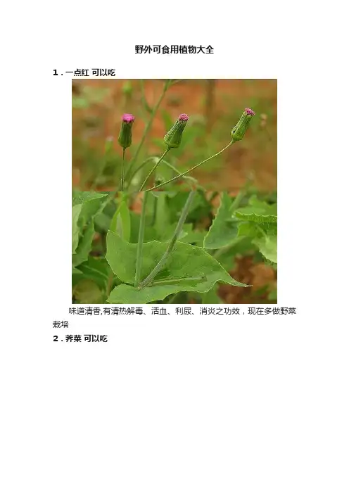 野外可食用植物大全