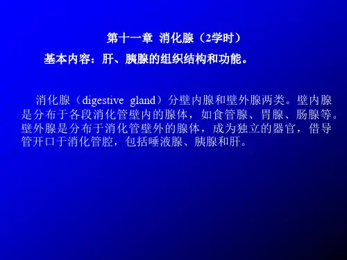 第十一章 消化腺