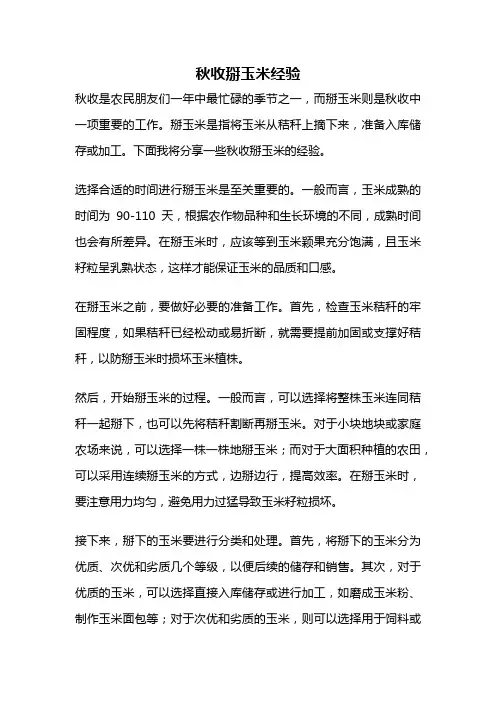 秋收掰玉米经验